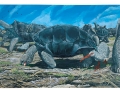 Rodrigues Tortoise & Leguat\'s Rail